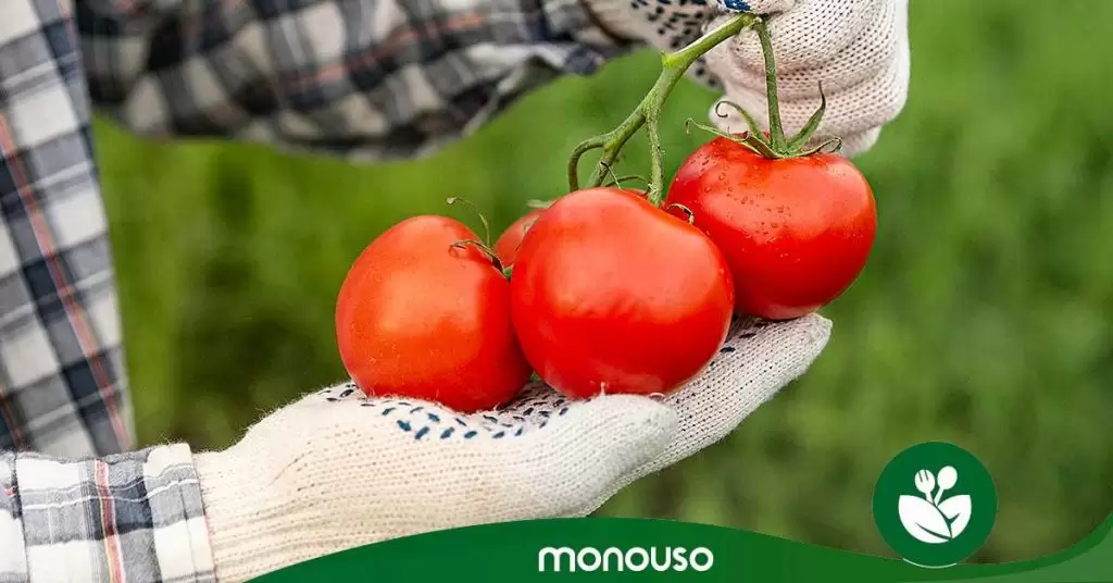 Guía para preparar tomate como un experto